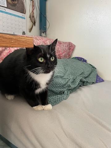 Enlarge Missy, a ADOPTABLE Domestic Short Hair in Gig Harbor, WA image 3/6