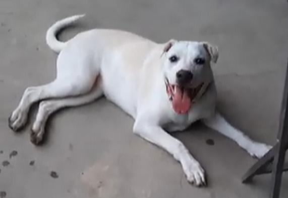 Enlarge Page, a Adoptable mixed breed in Lafayette, LA image 4/6
