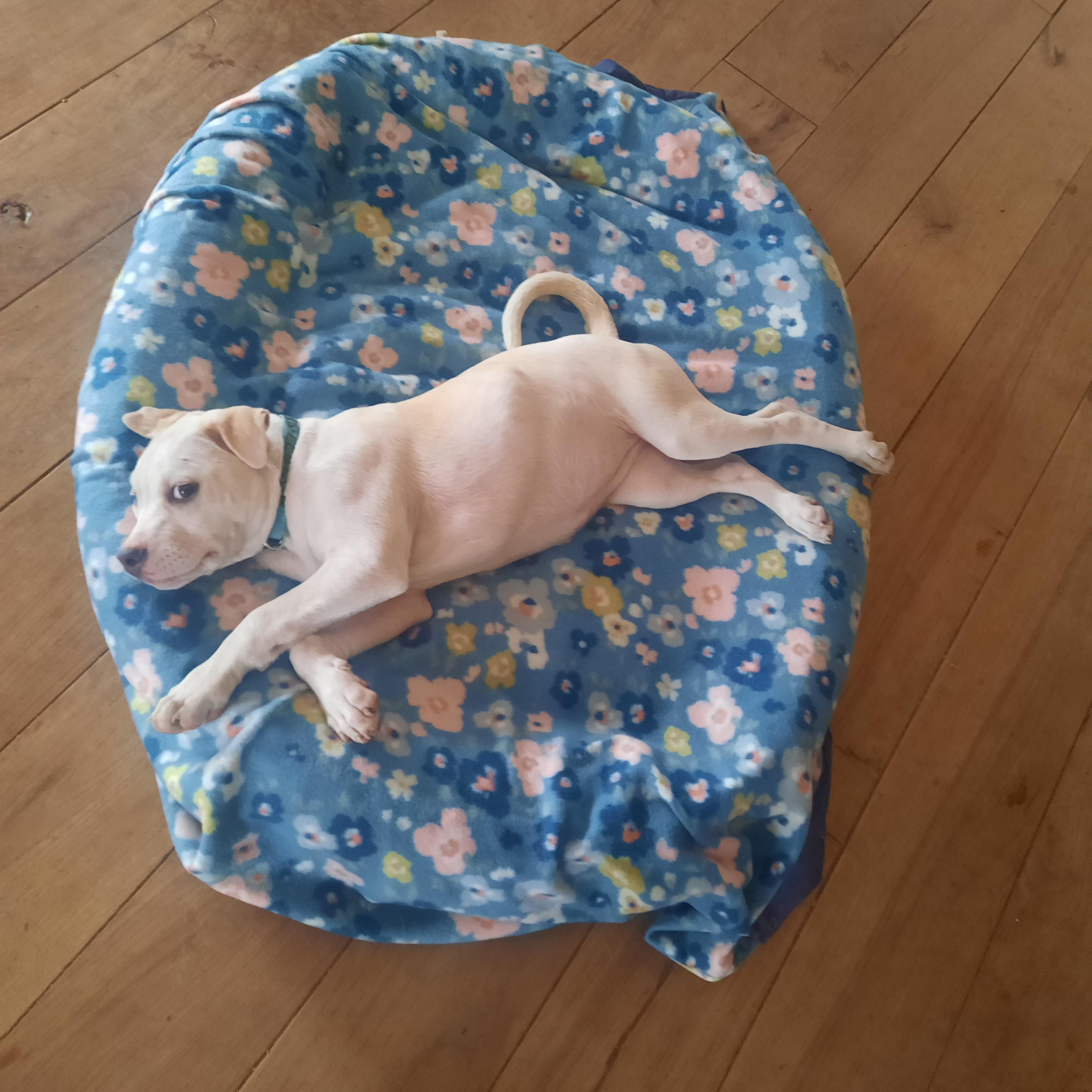 Enlarge Page, a Adoptable mixed breed in Lafayette, LA image 5/6