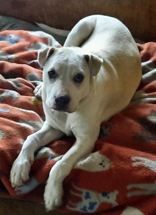 Enlarge Page, a Adoptable mixed breed in Lafayette, LA image 2/6
