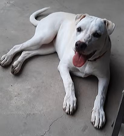 Page, Adoptable, Young Female Labrador Retriever.