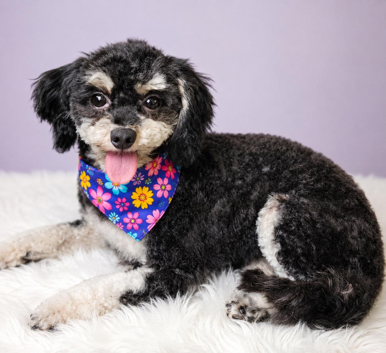 Mia - OS, Adoptable, Adult Female Shih Tzu & Poodle.