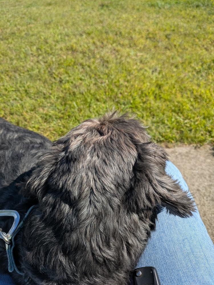 Enlarge Daniel Mack, a Adoptable mixed breed in Kalamazoo, MI image 2/3