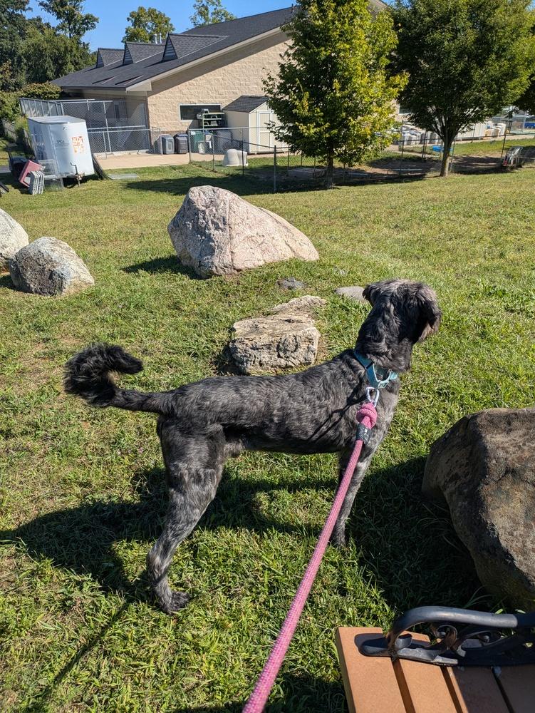 Daniel Mack, Adoptable, Adult Male Aussiedoodle.
