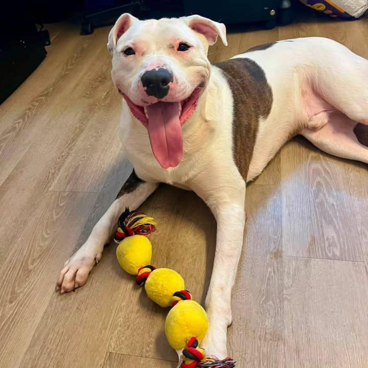 Enlarge Mace, a Adoptable mixed breed in Triadelphia, WV image 1/1