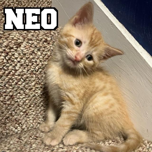 Neo photo 1