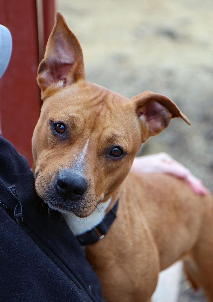 Jenna (AO35508), adopted, Young Female Pit Bull Terrier & Mixed Breed.