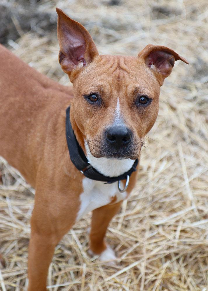 Enlarge Jenna (AO35508), an adopted mixed breed in Kansas City, KS image 6/6