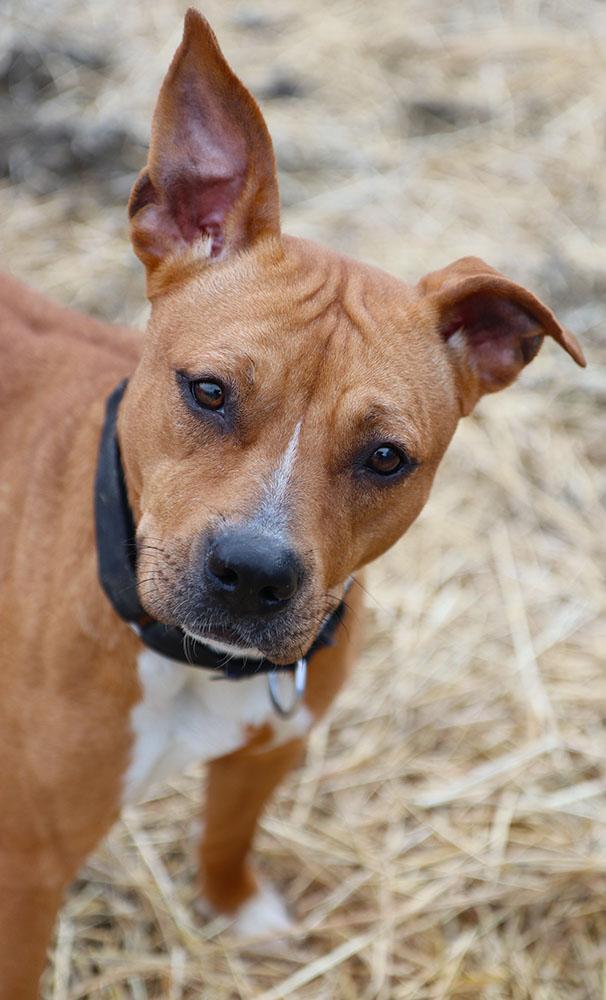 Enlarge Jenna (AO35508), an adopted mixed breed in Kansas City, KS image 4/6