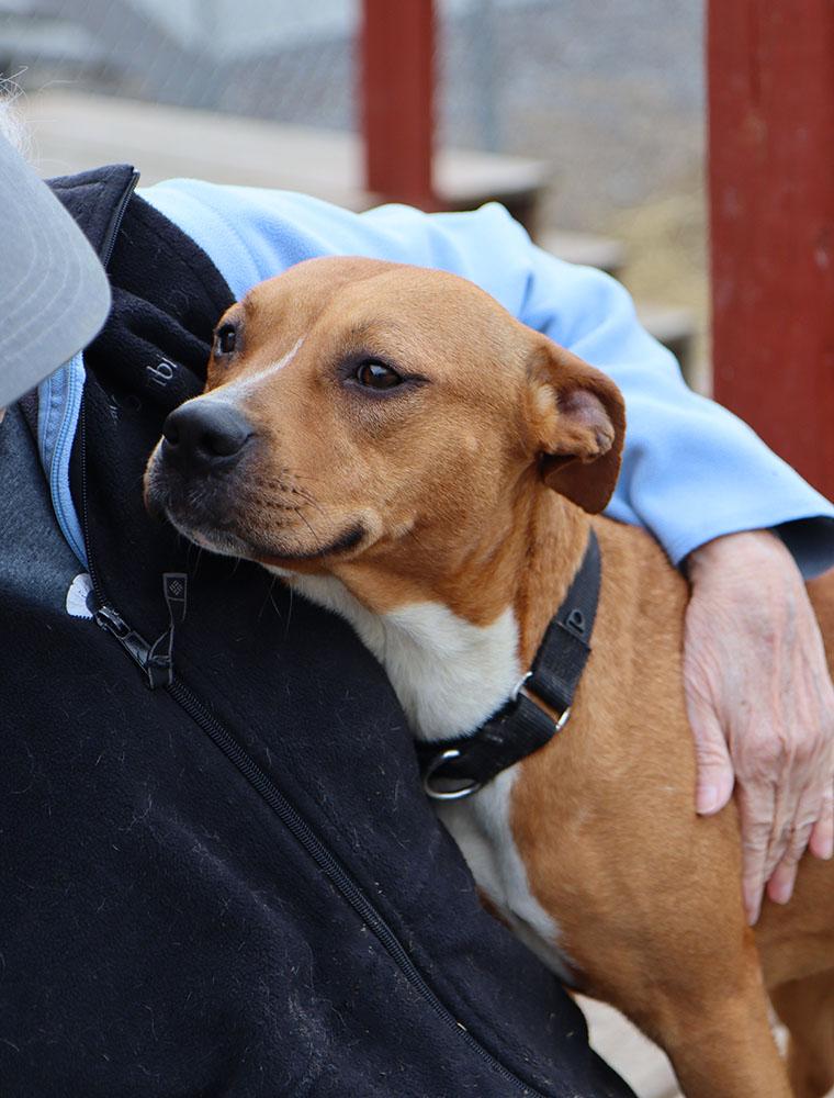 Enlarge Jenna (AO35508), an adopted mixed breed in Kansas City, KS image 3/6