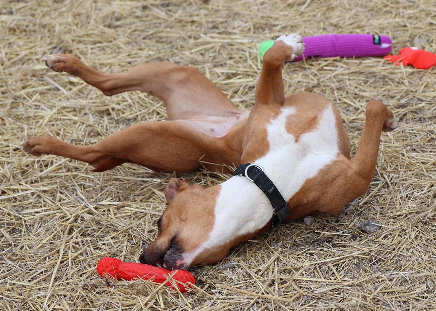 Enlarge Jenna (AO35508), an adopted mixed breed in Kansas City, KS image 2/6