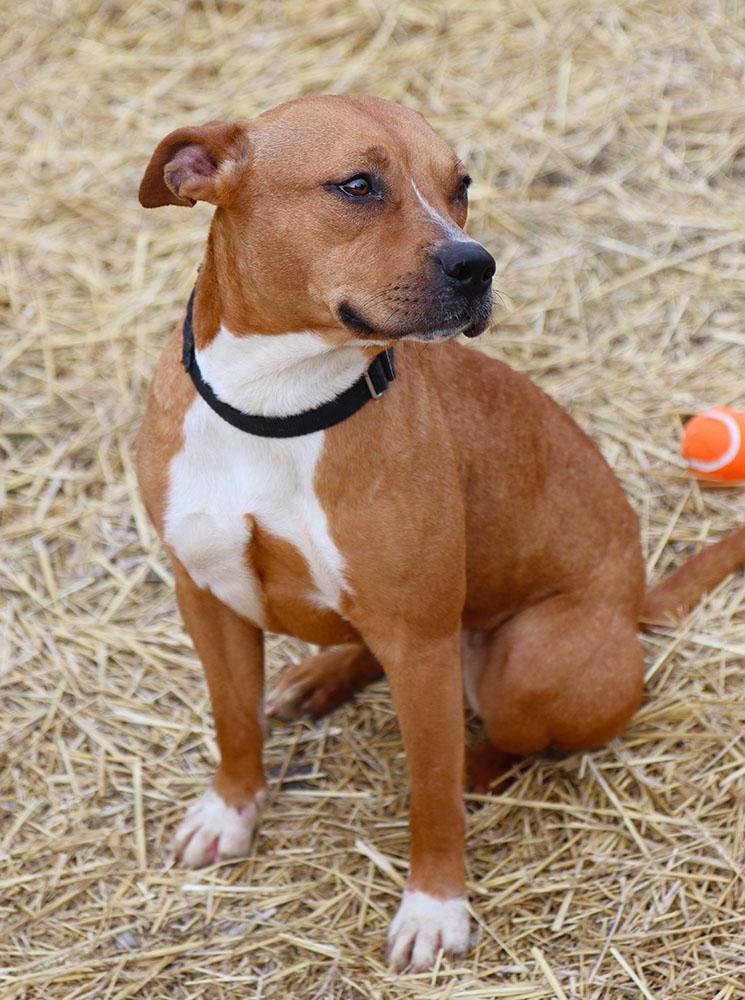 Enlarge Jenna (AO35508), an adopted mixed breed in Kansas City, KS image 5/6