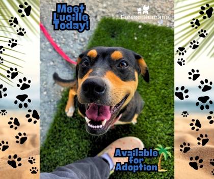 Lucille, a Adoptable mixed breed in Fresno, CA image 1/2