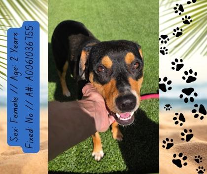 Lucille, a Adoptable mixed breed in Fresno, CA image 2/2