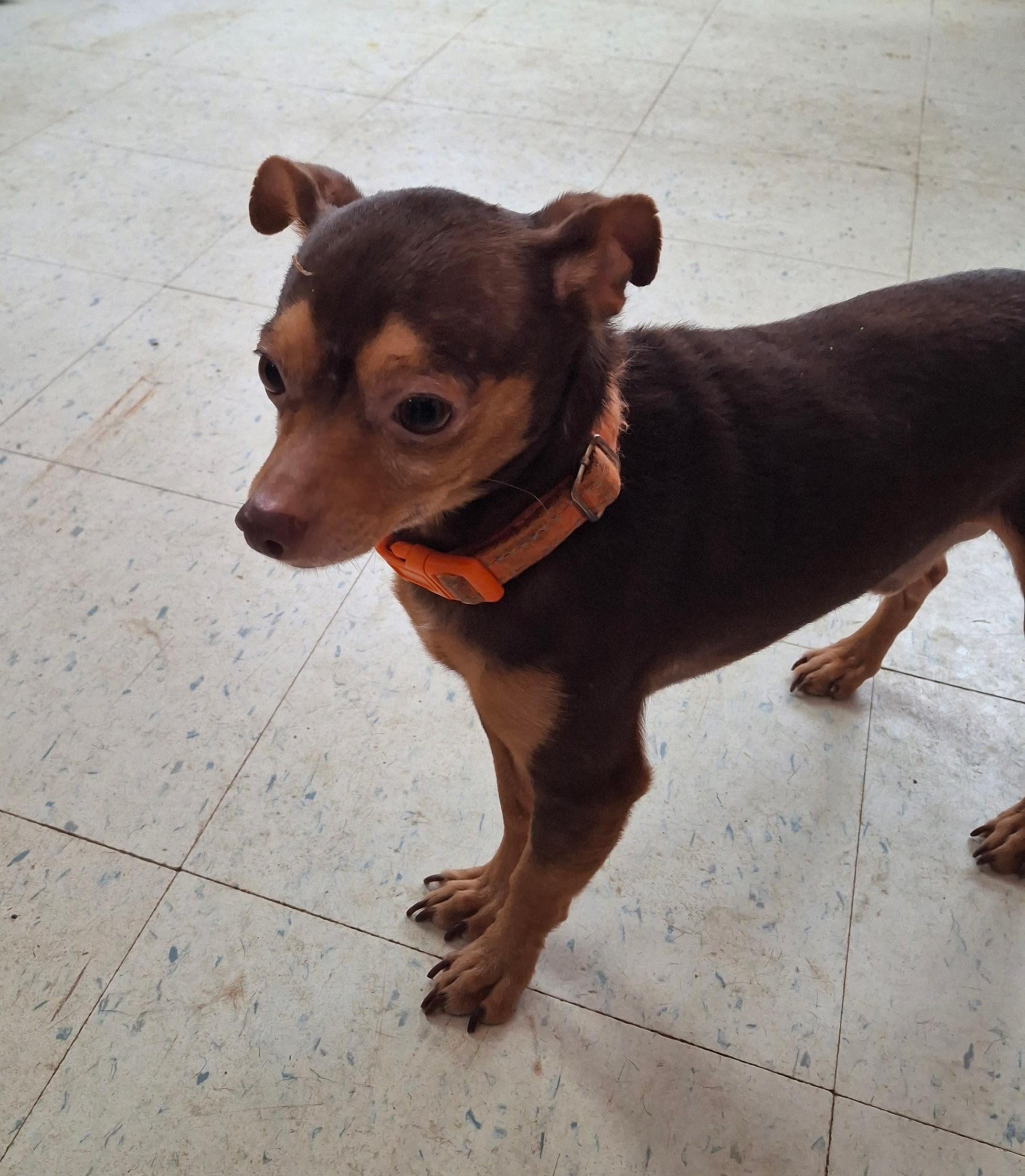 GIBBS, adopted, Adult Male Chihuahua.