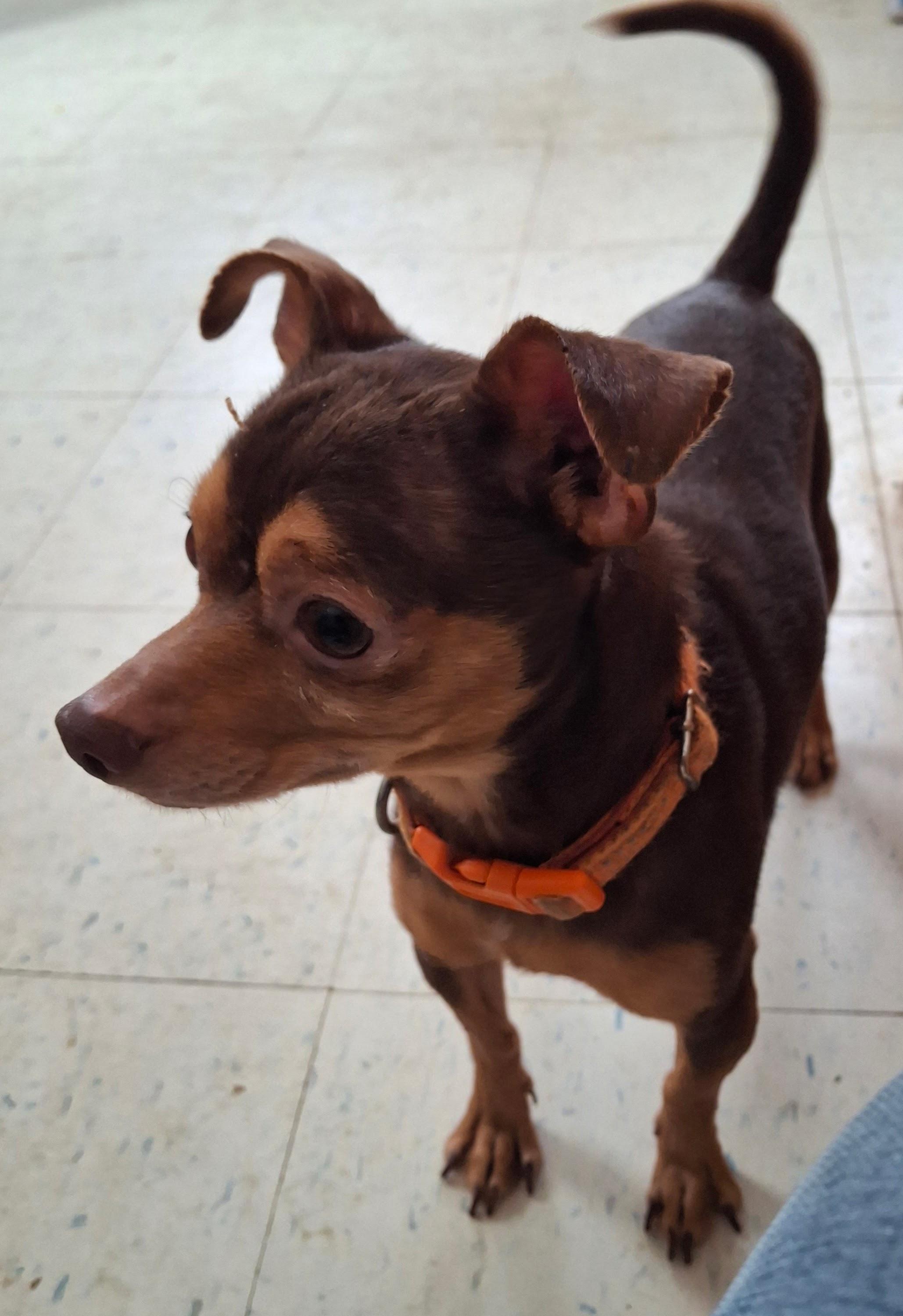 Enlarge GIBBS, an adopted Chihuahua in Broadalbin, NY image 3/4