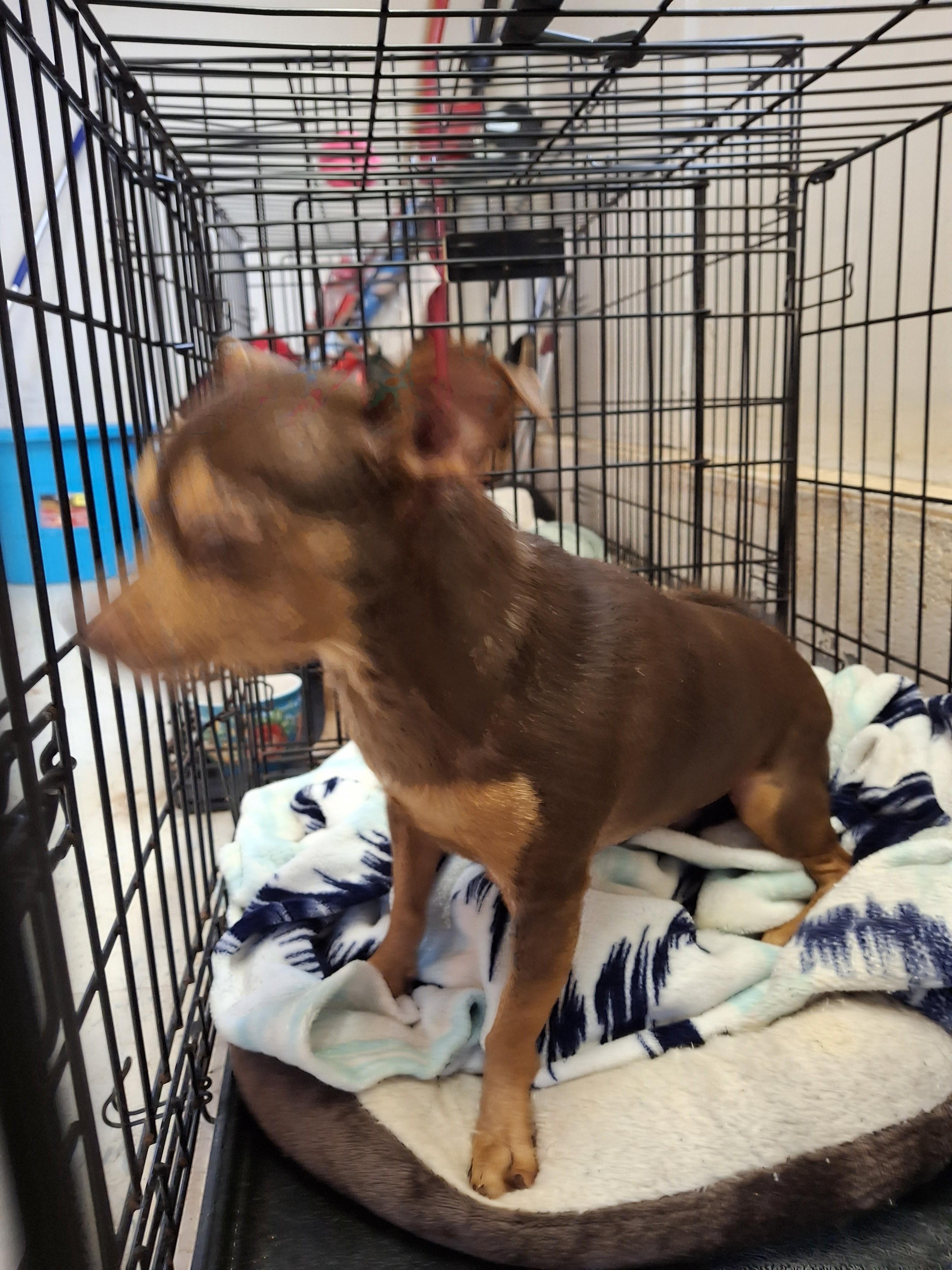 Enlarge GIBBS, an adopted Chihuahua in Broadalbin, NY image 2/4