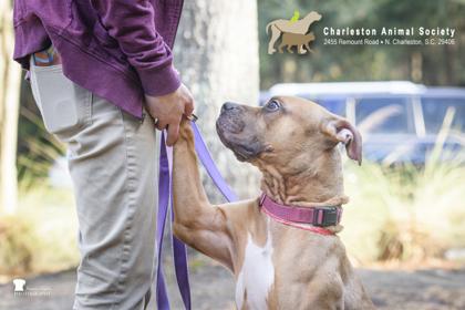 90214a Lydia, Adoptable, Adult Female Terrier & Mixed Breed.