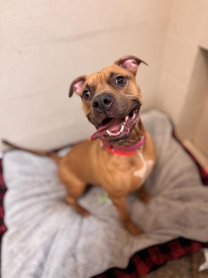 Enlarge 90214a Lydia, a Adoptable mixed breed in North Charleston, SC image 2/2