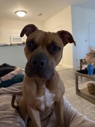 Enlarge 90214a Lydia - Adoption Ambassador, a Adoptable mixed breed in North Charleston, SC image 2/3