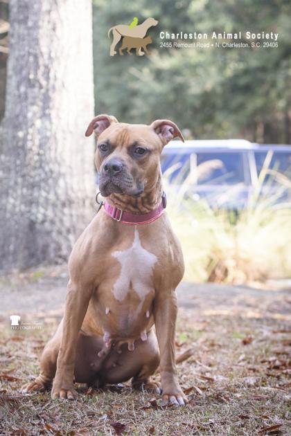 Enlarge 90214a Lydia - Adoption Ambassador, a Adoptable mixed breed in North Charleston, SC image 3/3