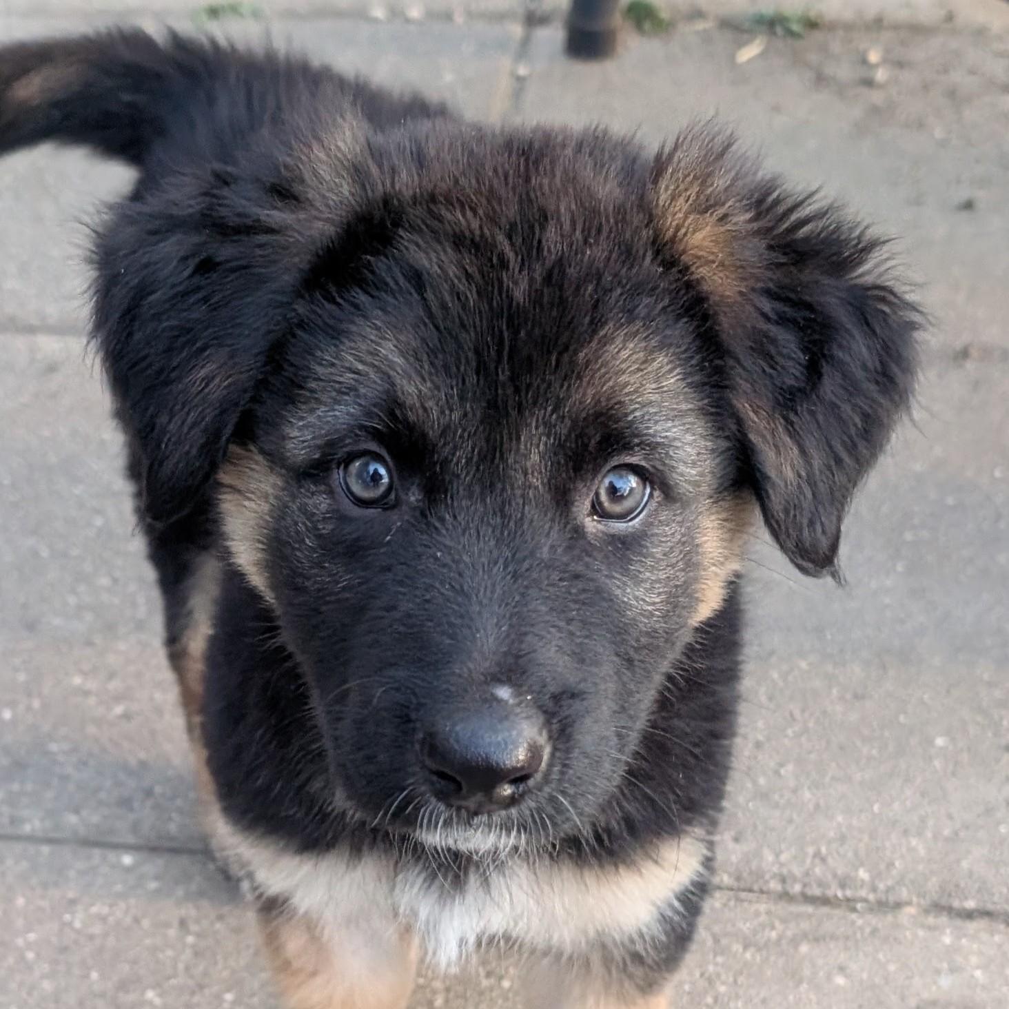 Sploot, adopted, Puppy Female Shepherd.