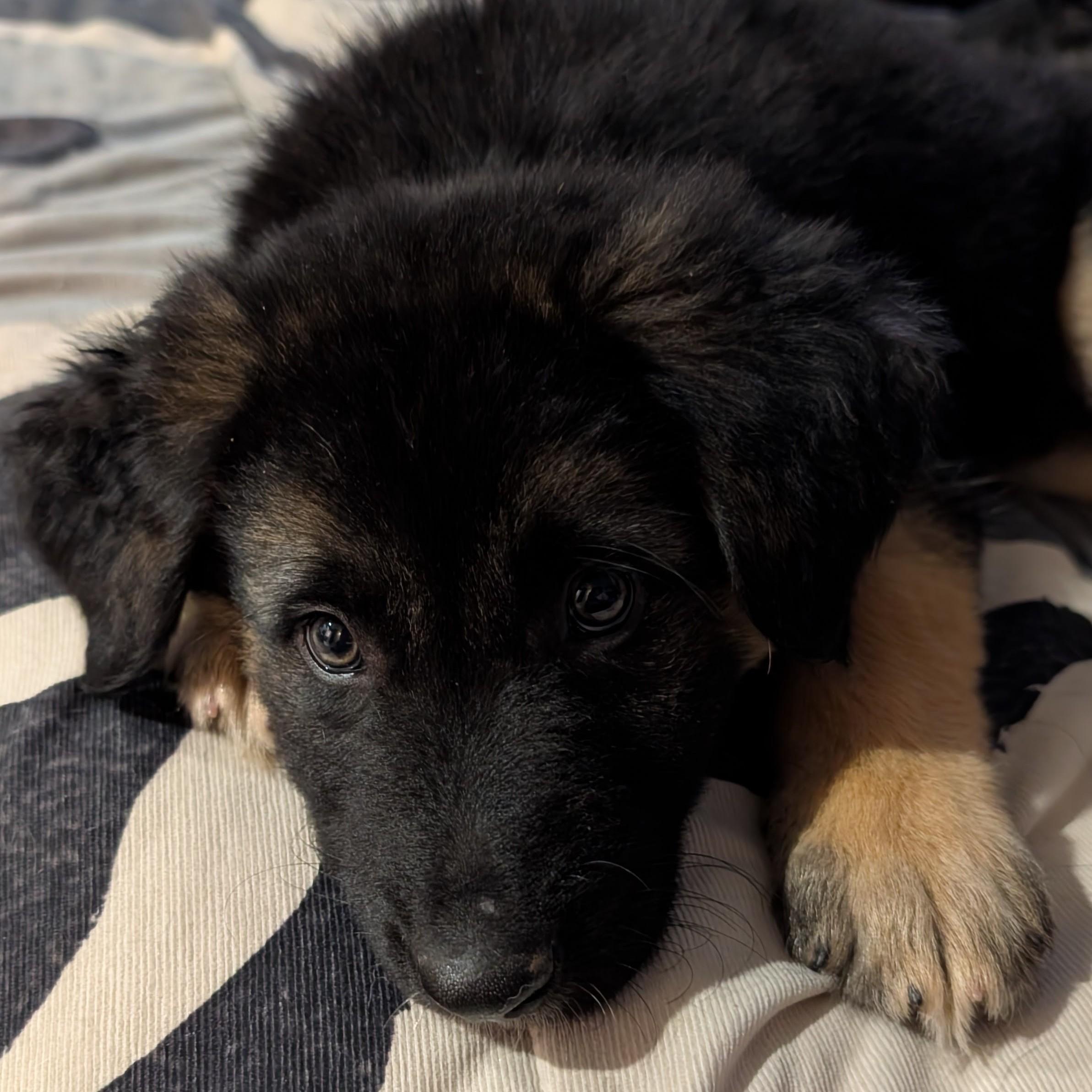 Enlarge Sploot, an adopted mixed breed in Normal, IL image 2/3