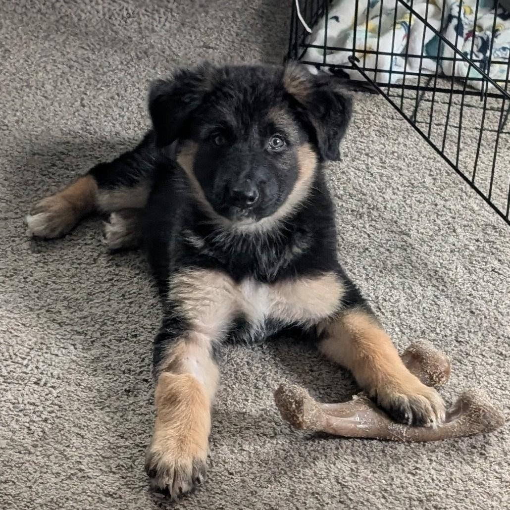 Enlarge Sploot, an adopted mixed breed in Normal, IL image 3/3