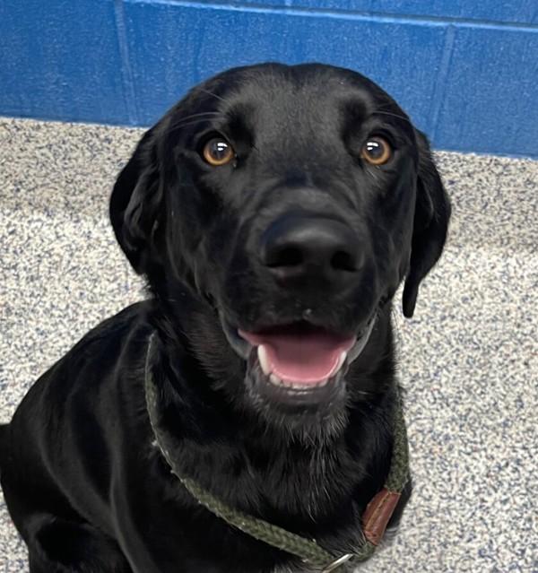 Forrest, Adoptable, Adult Male Labrador Retriever.
