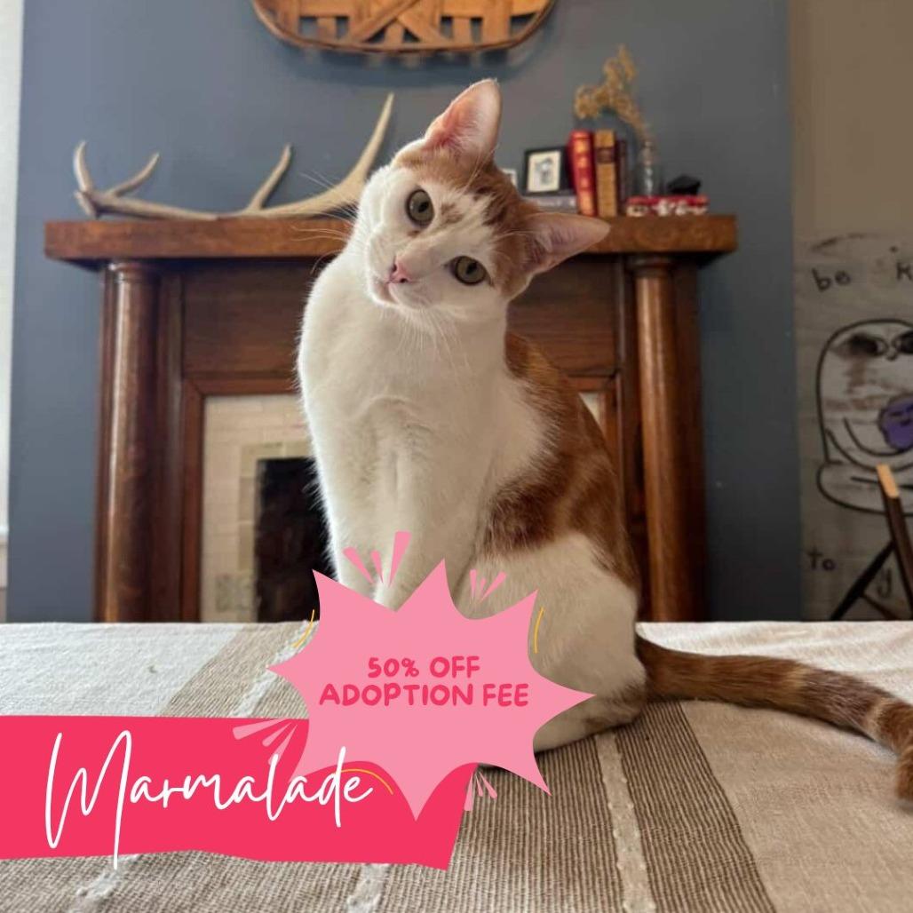 Marmalade, Adoptable, Young Male Domestic Short Hair.