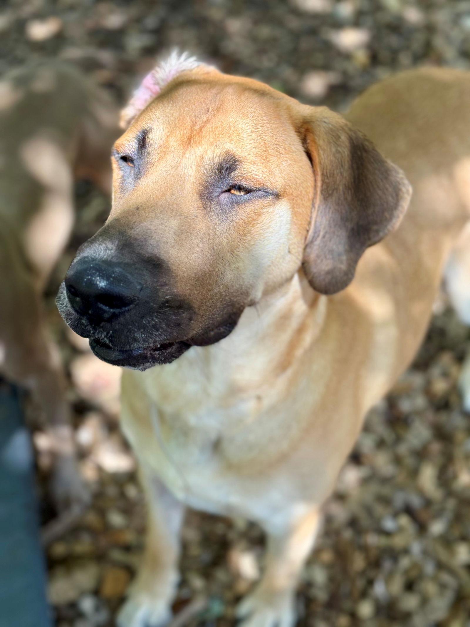 48745 - Drum, a Adopted mixed breed in Ellicott City, MD image 1/3