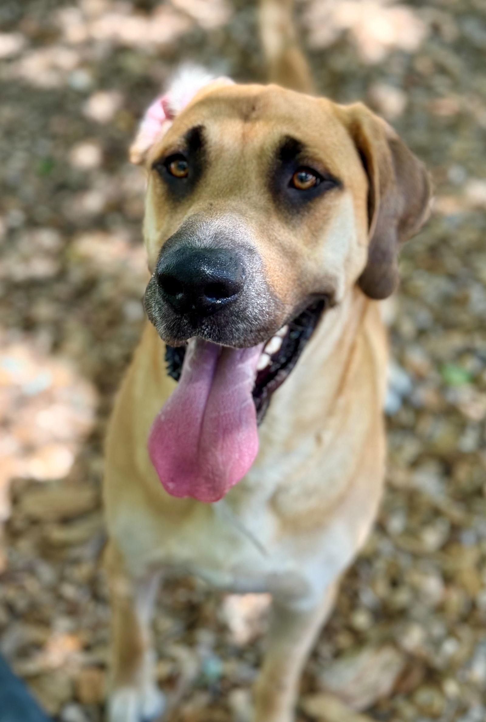 48745 - Drum, a Adopted mixed breed in Ellicott City, MD image 2/3