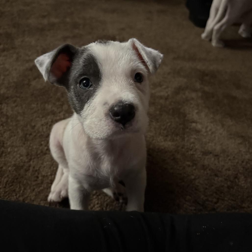 Enlarge Mia 2327, a Adopted Mixed Breed in Kansas City, MO image 1/6
