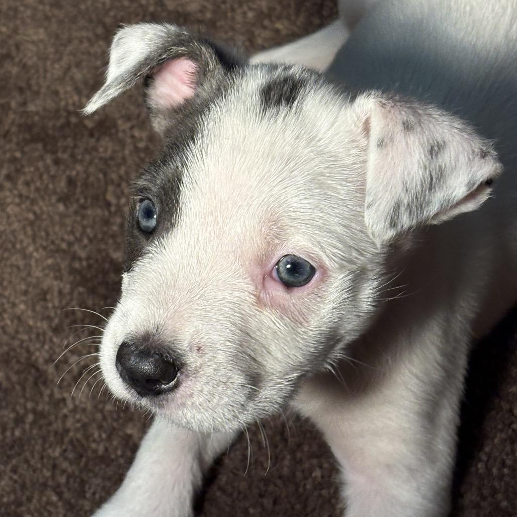 Enlarge Mia 2327, a Adopted Mixed Breed in Kansas City, MO image 2/6