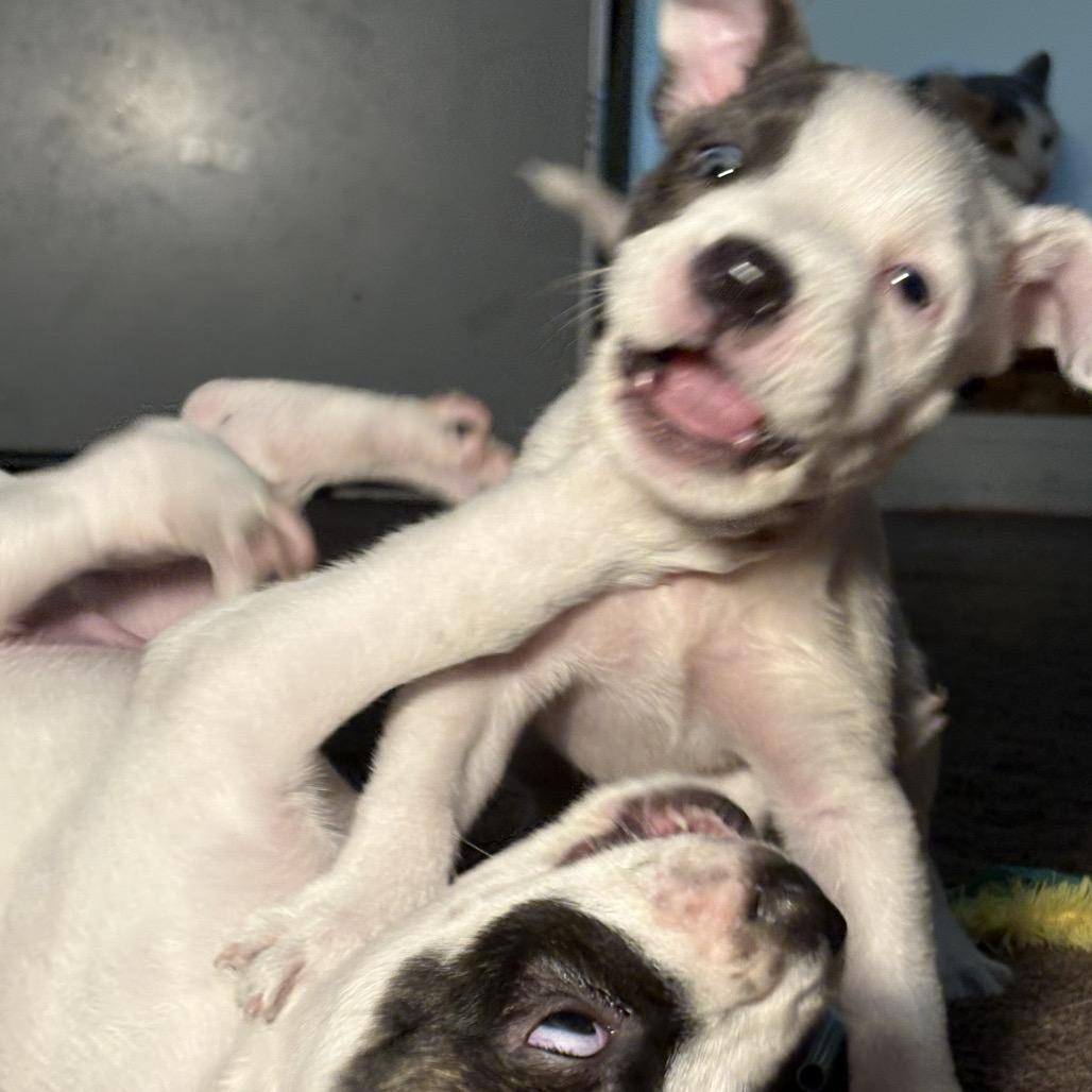 Enlarge Mia 2327, a Adopted Mixed Breed in Kansas City, MO image 3/6