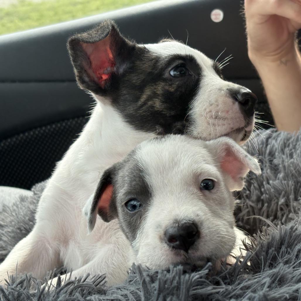 Enlarge Mia 2327, a Adopted Mixed Breed in Kansas City, MO image 4/6