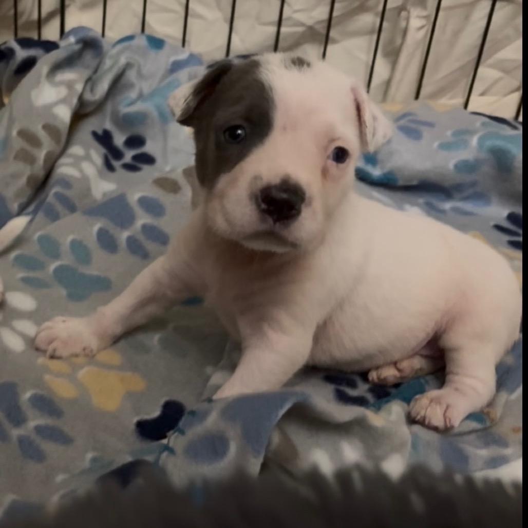 Enlarge Mia 2327, a Adopted Mixed Breed in Kansas City, MO image 5/6