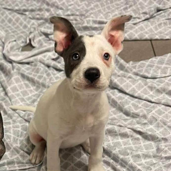 Enlarge Mia 2327, a Adopted Mixed Breed in Kansas City, MO image 6/6