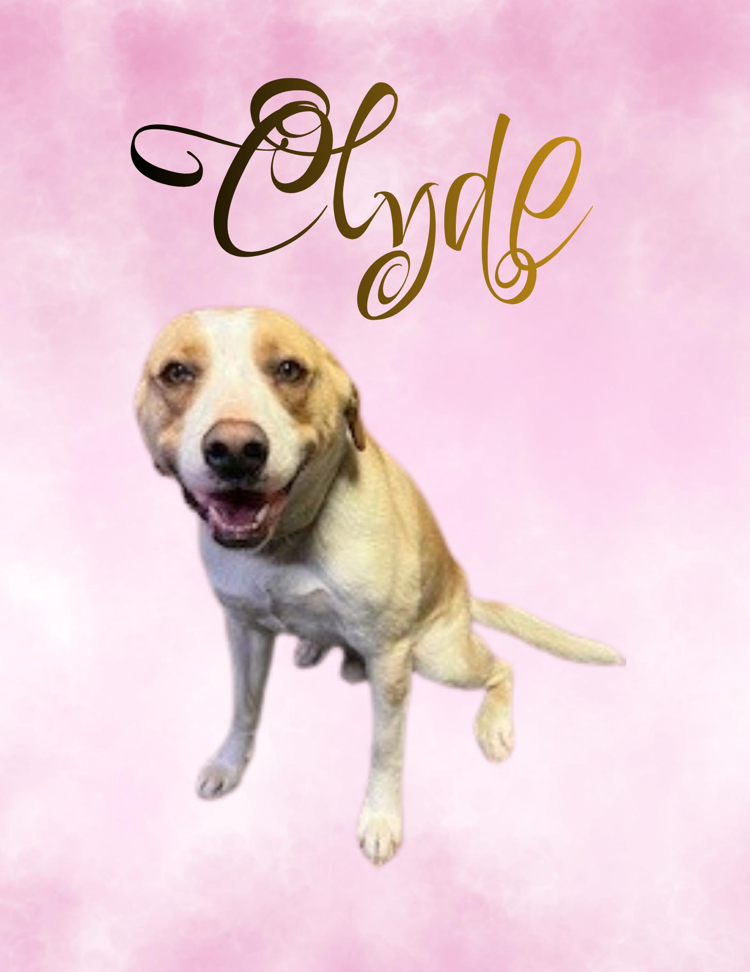 Enlarge Clyde, a ADOPTABLE mixed breed in Nenana, AK image 1/1