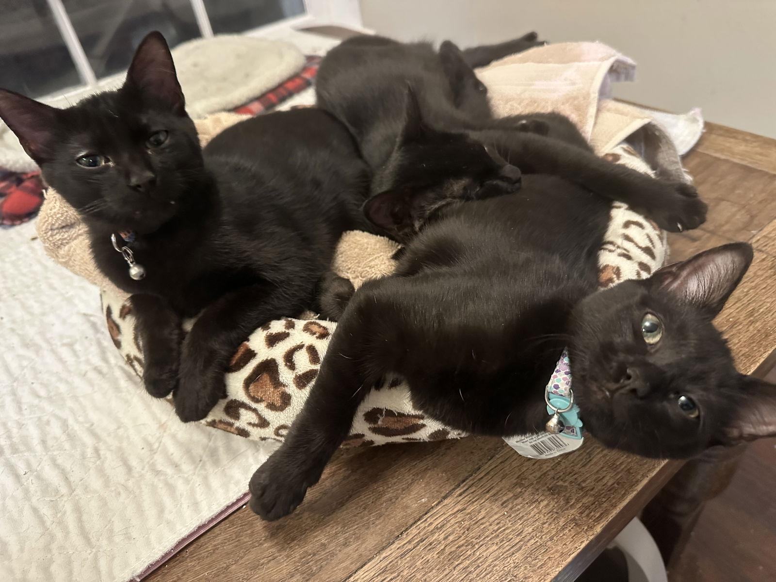 Enlarge Mocha, a Adoptable Domestic Short Hair in Frisco, TX image 1/2