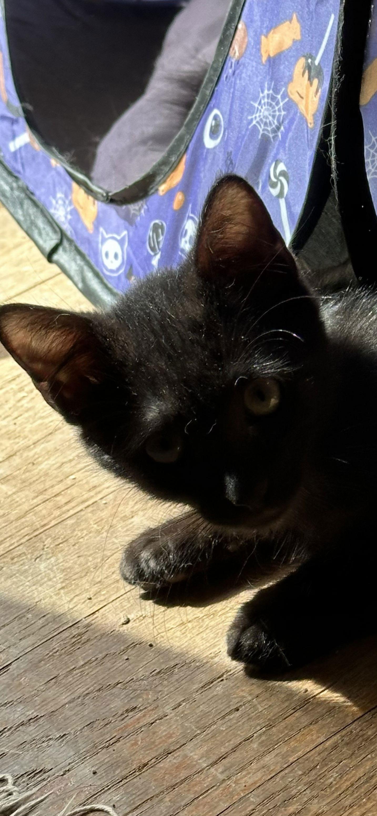 Enlarge Mocha, a Adoptable Domestic Short Hair in Frisco, TX image 2/2