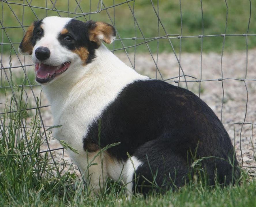 Enlarge Charles, a Adoptable Corgi in Etobicoke, ON image 3/4