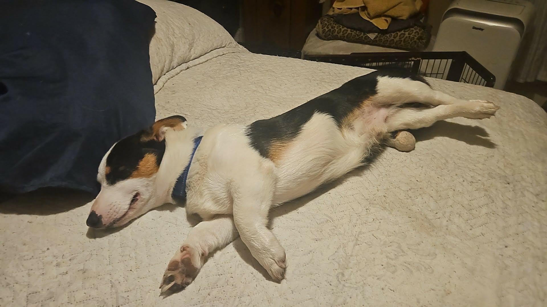 Enlarge Charles, a Adoptable Corgi in Etobicoke, ON image 2/4
