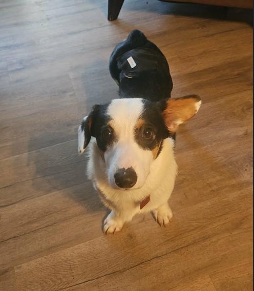 Charles, Adoptable, Puppy Male Corgi.
