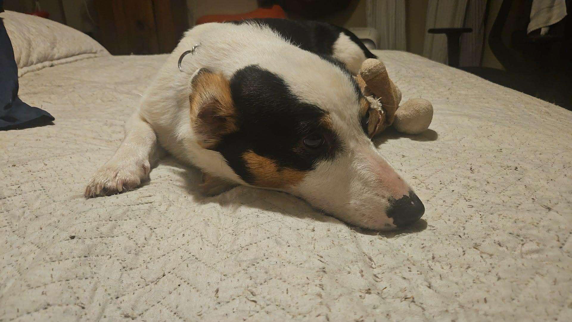 Enlarge Charles, a Adoptable Corgi in Etobicoke, ON image 4/4