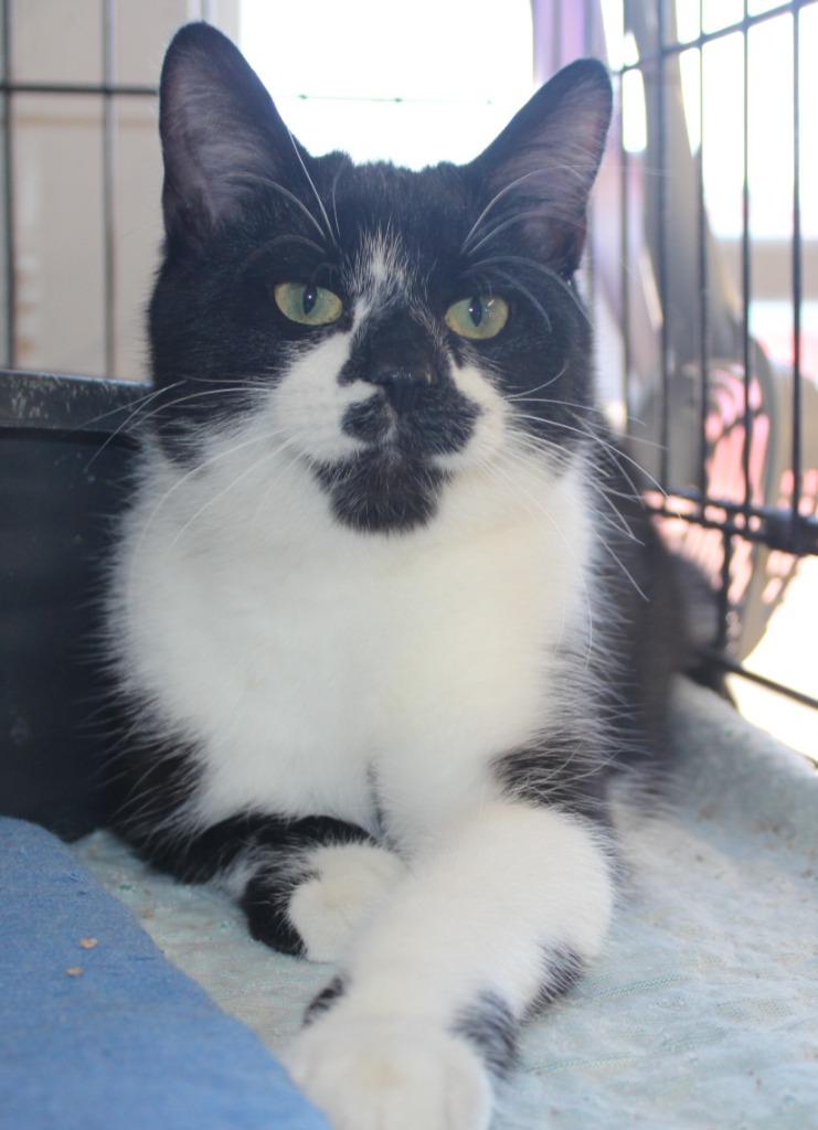 Enlarge Dort, a Adoptable mixed breed in Saint James, MN image 1/5