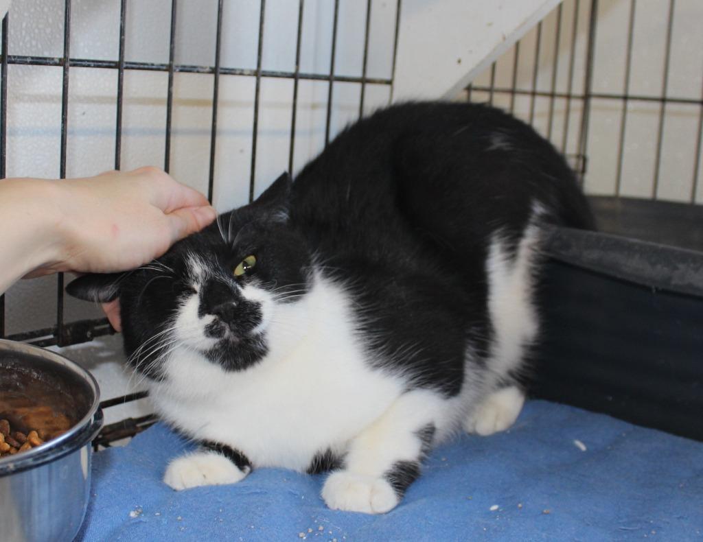 Enlarge Dort, a Adoptable mixed breed in Saint James, MN image 2/5