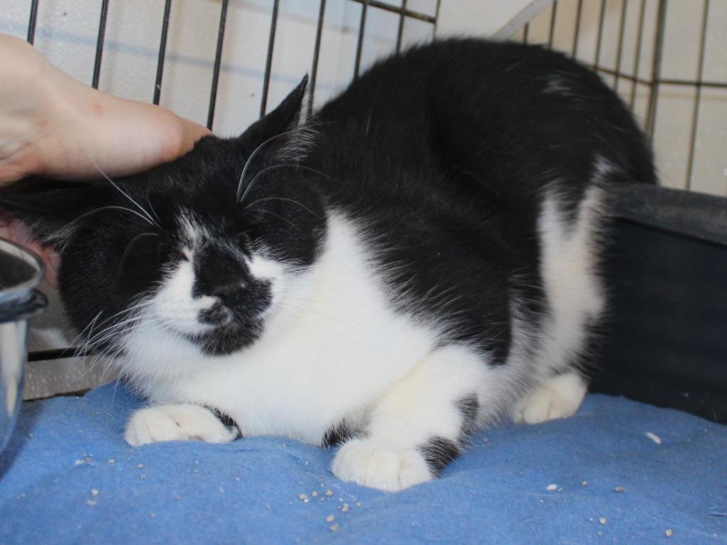 Enlarge Dort, a Adoptable mixed breed in Saint James, MN image 3/5