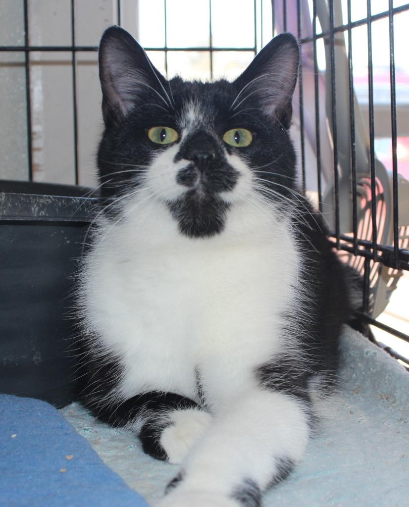 Enlarge Dort, a Adoptable mixed breed in Saint James, MN image 4/5