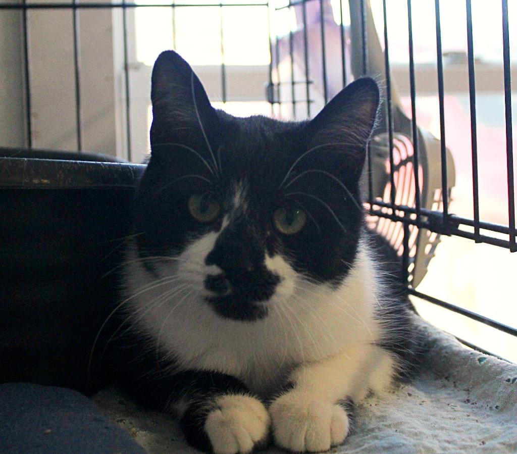 Enlarge Dort, a Adoptable mixed breed in Saint James, MN image 5/5